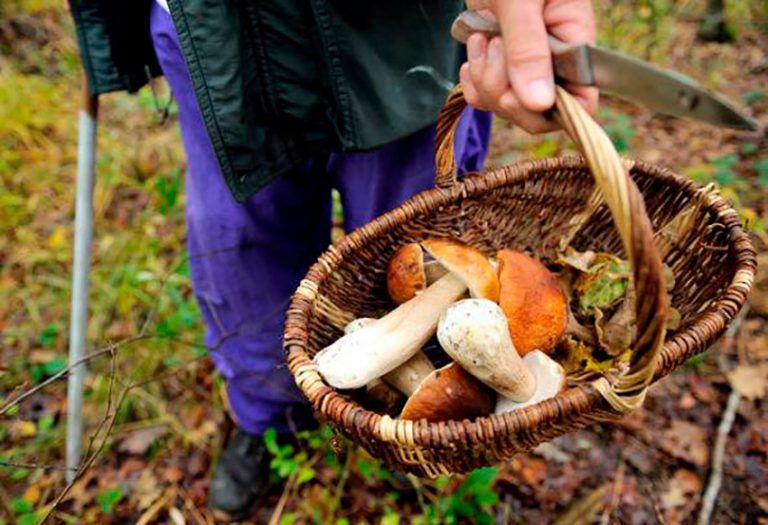 experiencia micologica setas y hongos en Cantabria