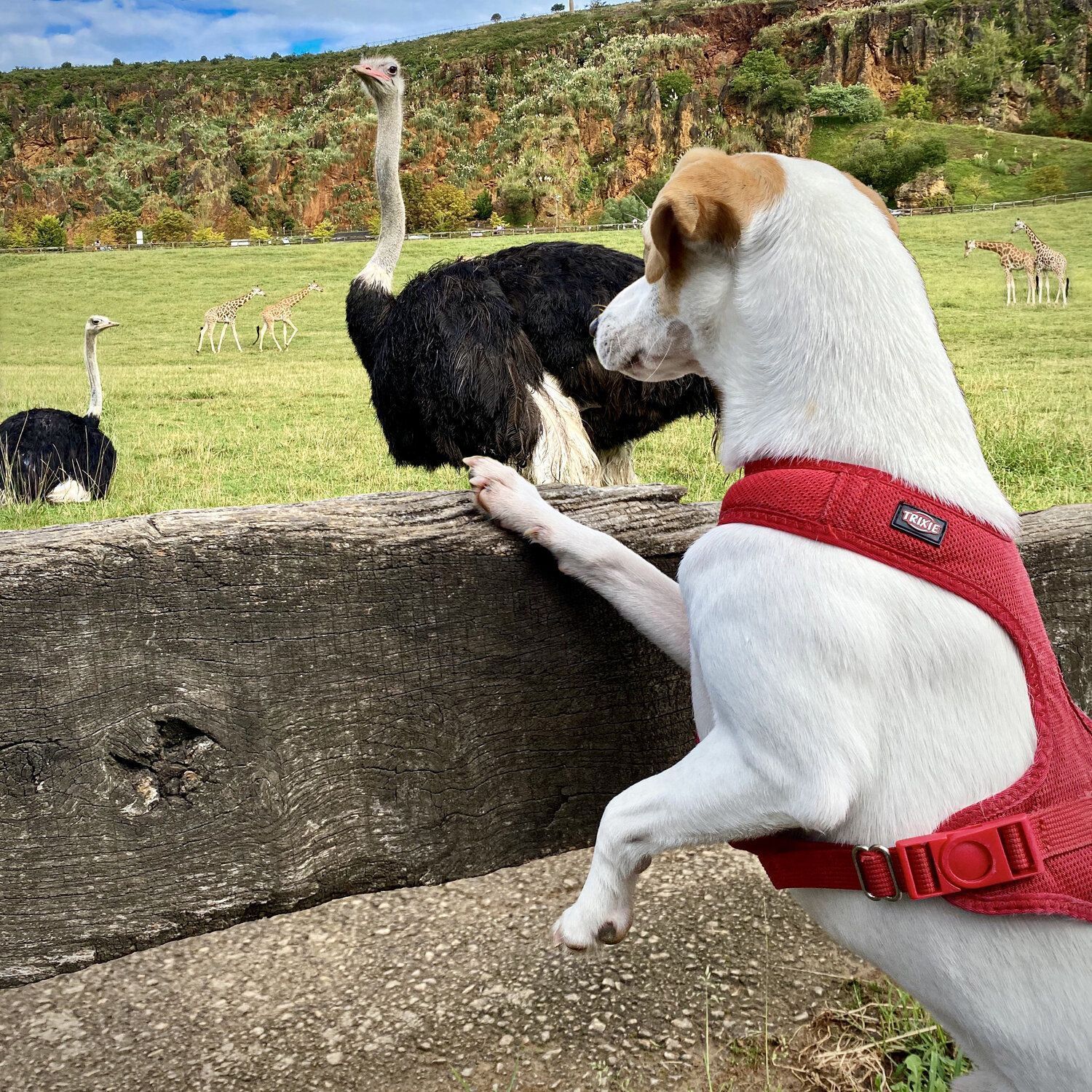 cabarceno_perro_mascota_Pipper_on_tour