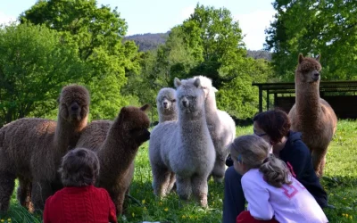 Visita Granja de Alpacas en Cantabria