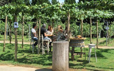 Cata de Vinos y Visita a Viñedos