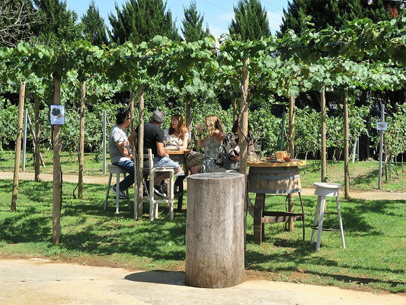 Cata de Vinos y Visita a Viñedos