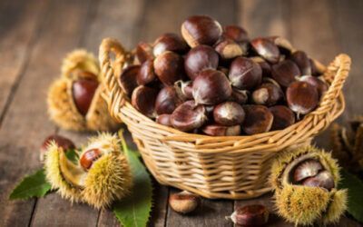 La Magosta en Cantabria: Una Fiesta de Castañas y Tradiciones en Otoño