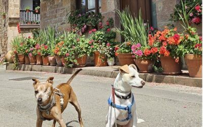 Cantabria si viajas con perro: escapadas dogfriendly