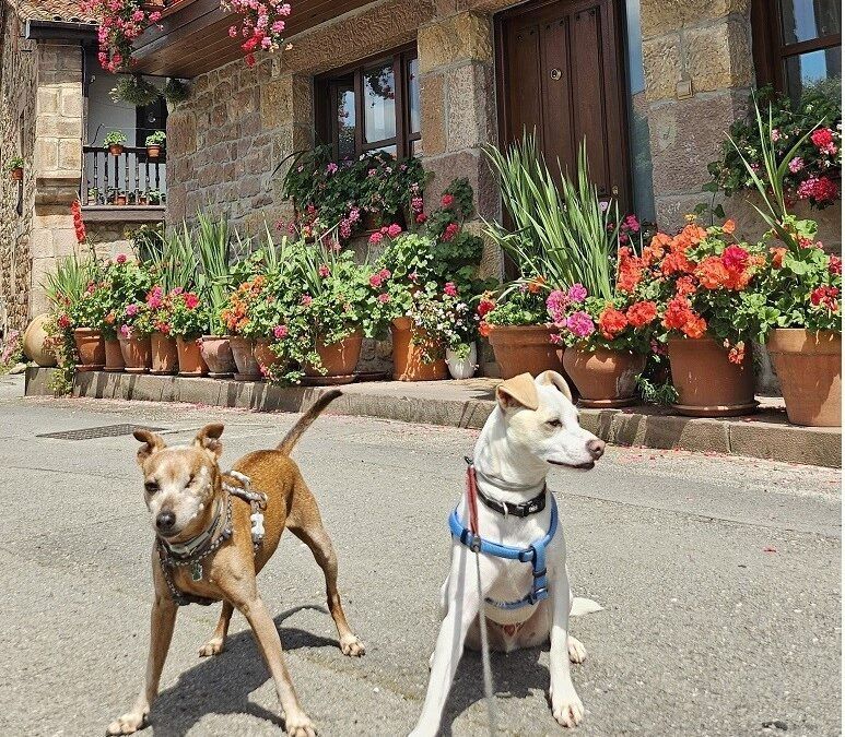 Cantabria si viajas con perro: escapadas dogfriendly