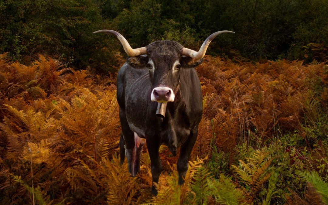 La vaca Tudanca: patrimonio y sabor en tu escapada rural a Cantabria