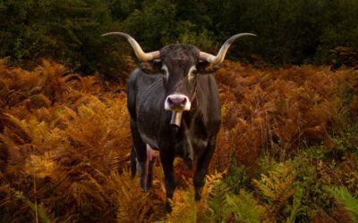 La vaca Tudanca: patrimonio y sabor en tu escapada rural a Cantabria