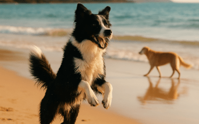 Playas en Cantabria para ir con perros: 10 arenales dog‑friendly para tus vacaciones